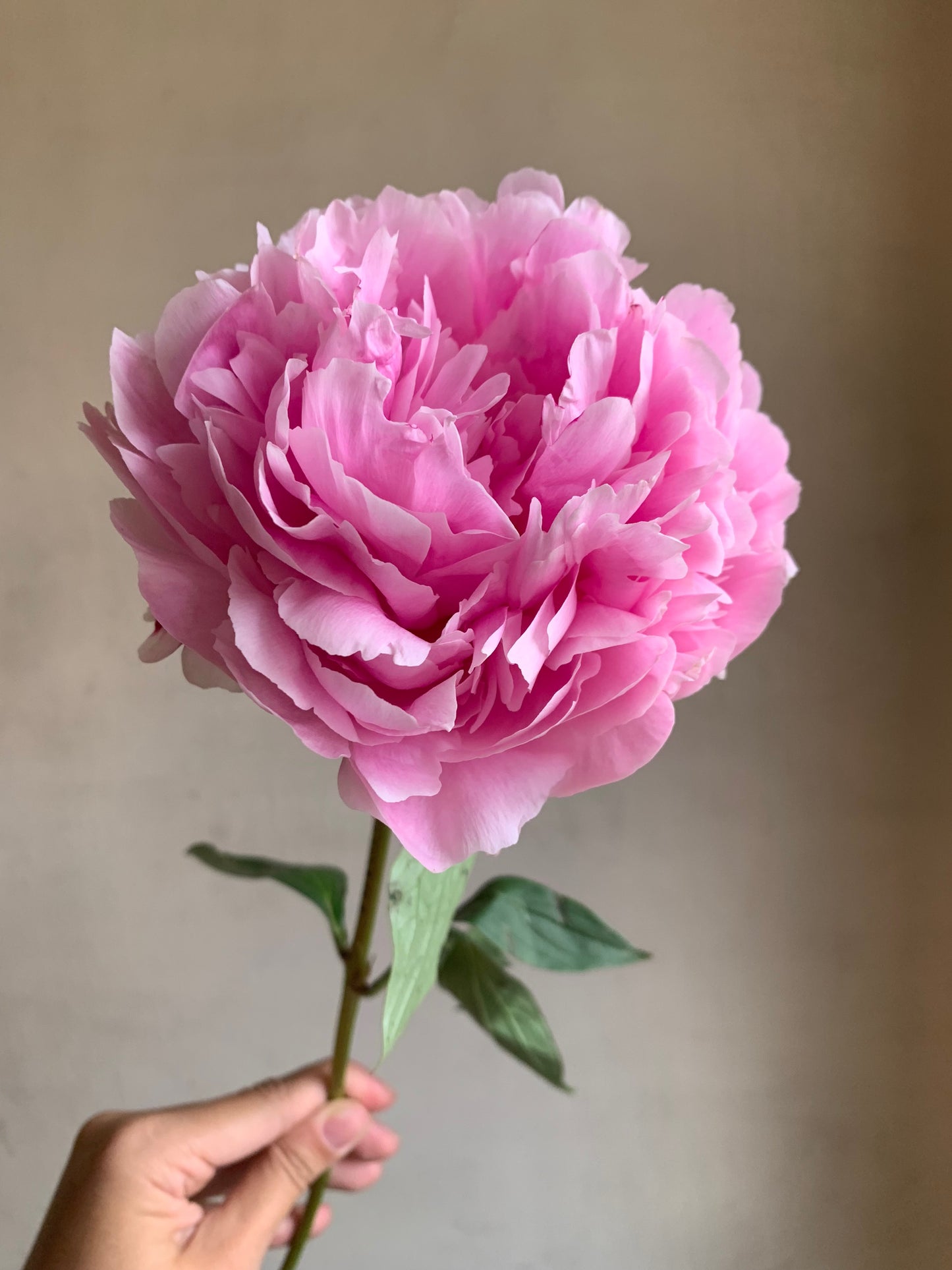 Peony Bouquet