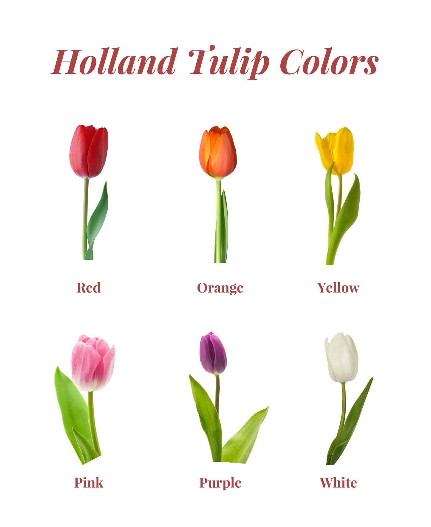 Holland Tulip Bouquet (Single Color)