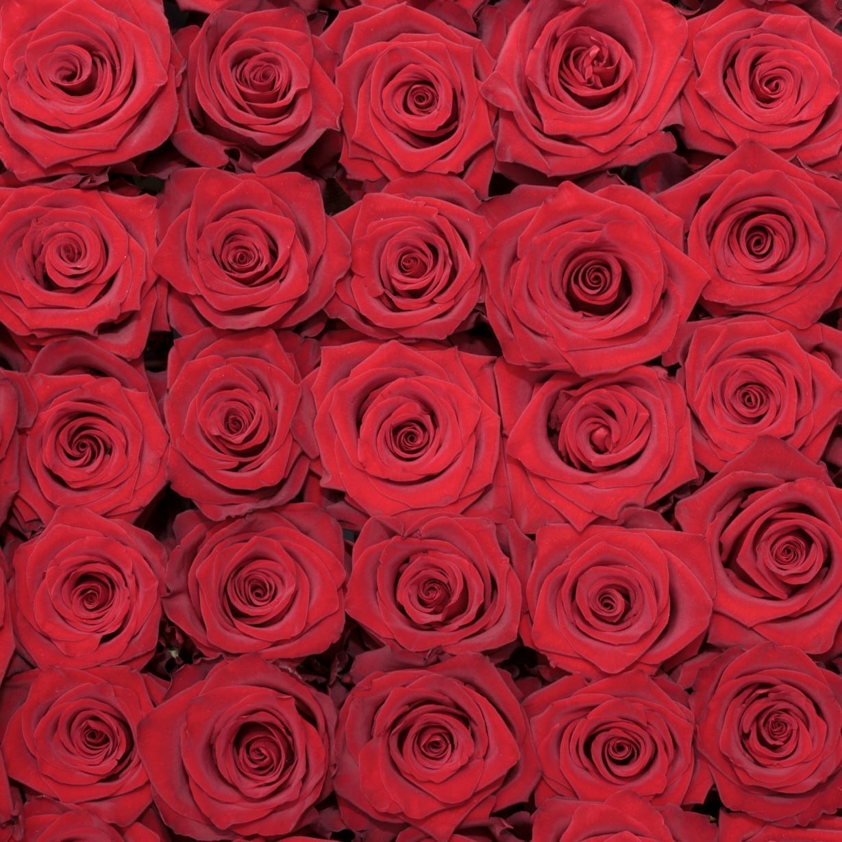 Amelia Ecuadorian Roses Bouquet