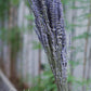 Dried Lavender Bundle