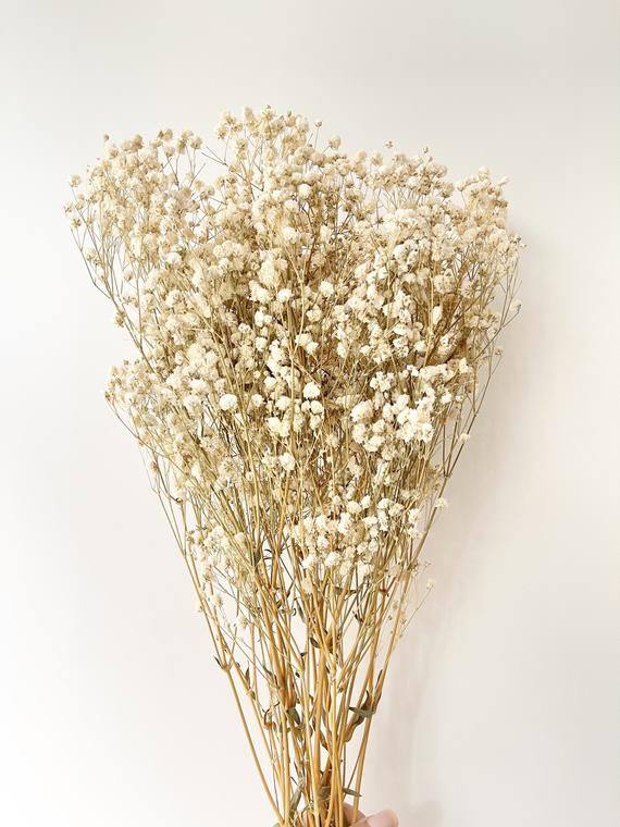 Dried Baby's Breath Bundle