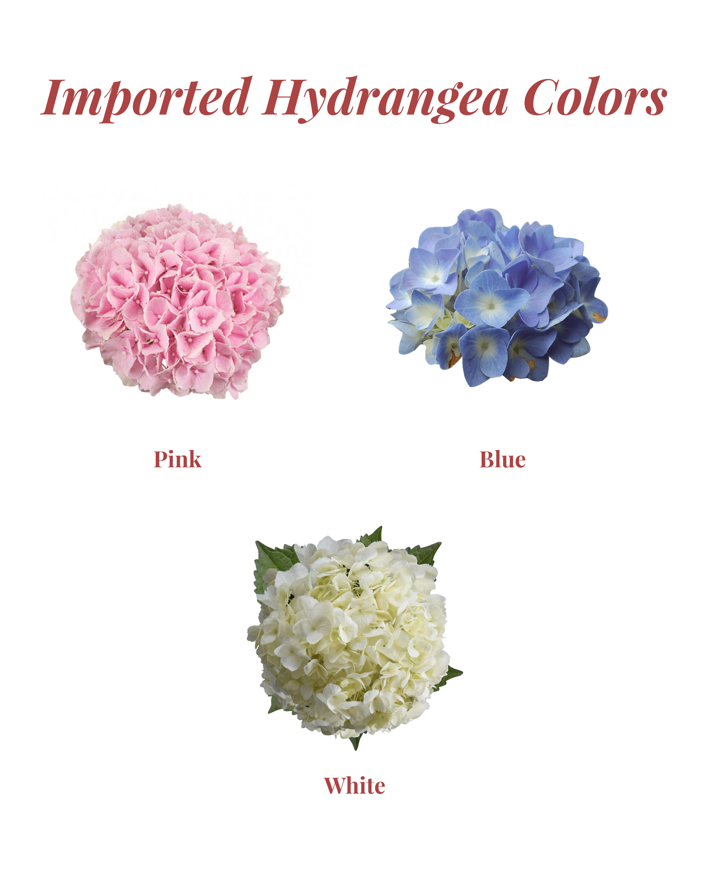 Hydrangea Bouquet (Holland Imported)
