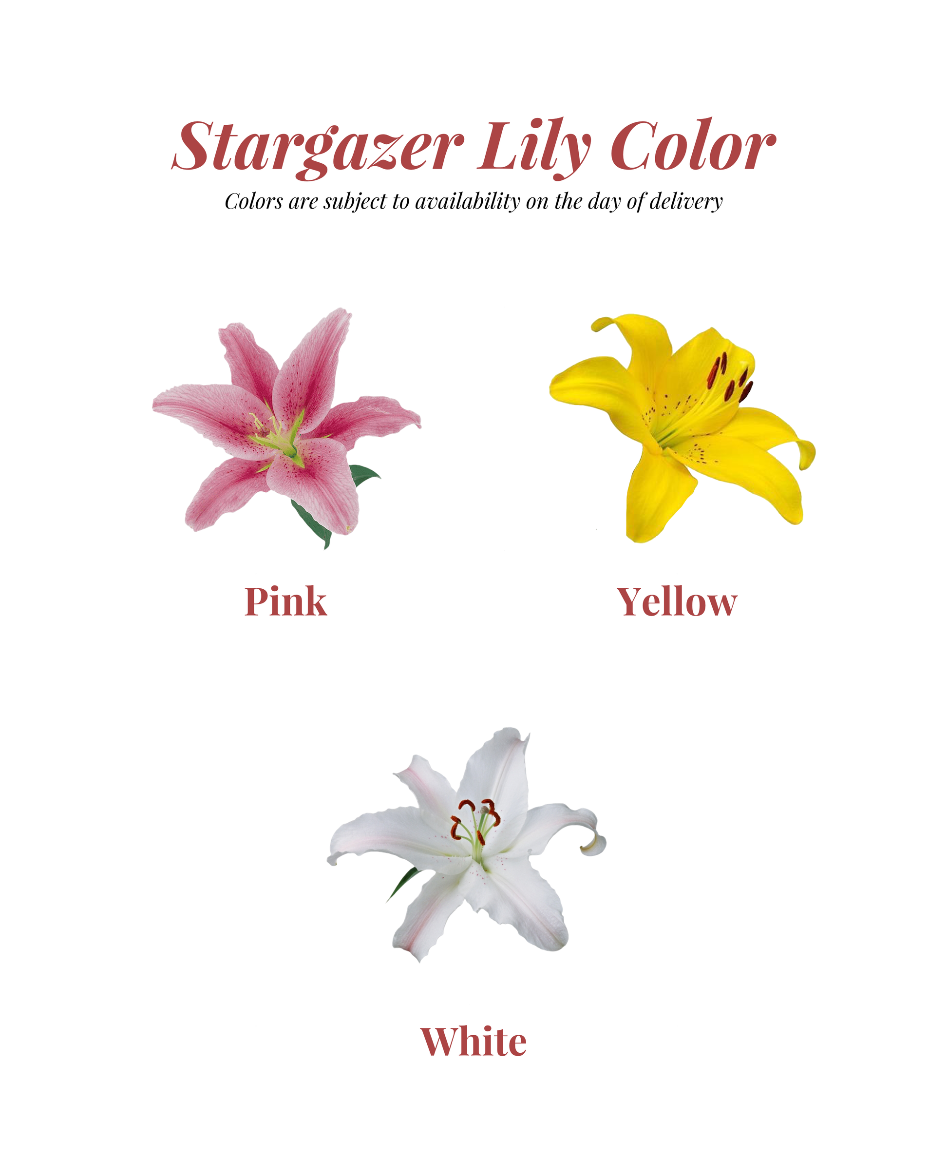 White stargazer lily deals