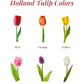 Holland Tulip Bouquet (Multicolor)